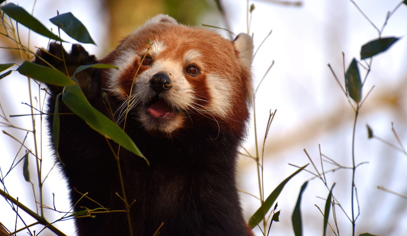 fire fox, vertebrate, animal wildlife, plant, bear cat, animal body part, himalayas, plant part, animal themes, zoo, tierpark hellabrunn, gold dog, one animal