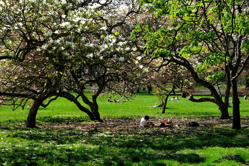 tranquility, trees, caerdydd, outdoors, springtime, cardiff, growth, real people, plant, blossom, summer, flower, women, bute park, day, forest, grass