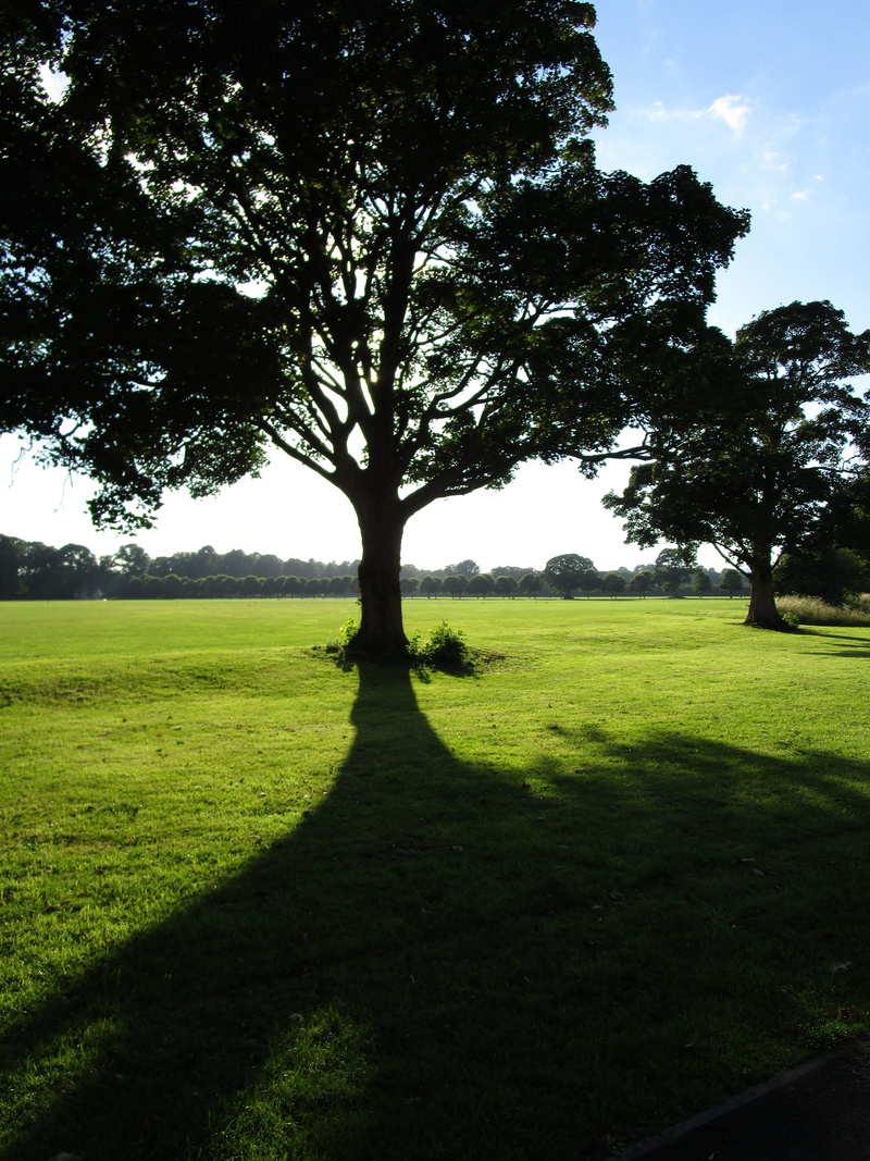 beauty in nature, outdoors, isolated, green, natural, sunset, summer, park, evening, pontcanna fields, no people, land, grass, wales, 5K, tree, tranquility