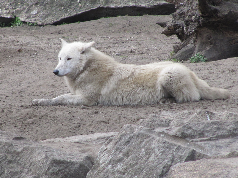 wolf, great, domestic animals, animal, outdoors, canine, rock, white, lying, day, mammal, pets, solid, daytime, no people, relaxation, white color, looking