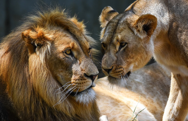 two lions, male, female, showdown, background, look, muzzle, lioness, pair, the third degree, 2K, lions, relationship, light, a couple, the expression