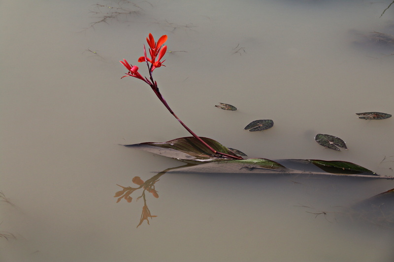 tough love, red flowers, siheung, love, the initial screen, beauty in nature, the body of water, hope, below, lake, gyeonggi do, flowers, lotus garden