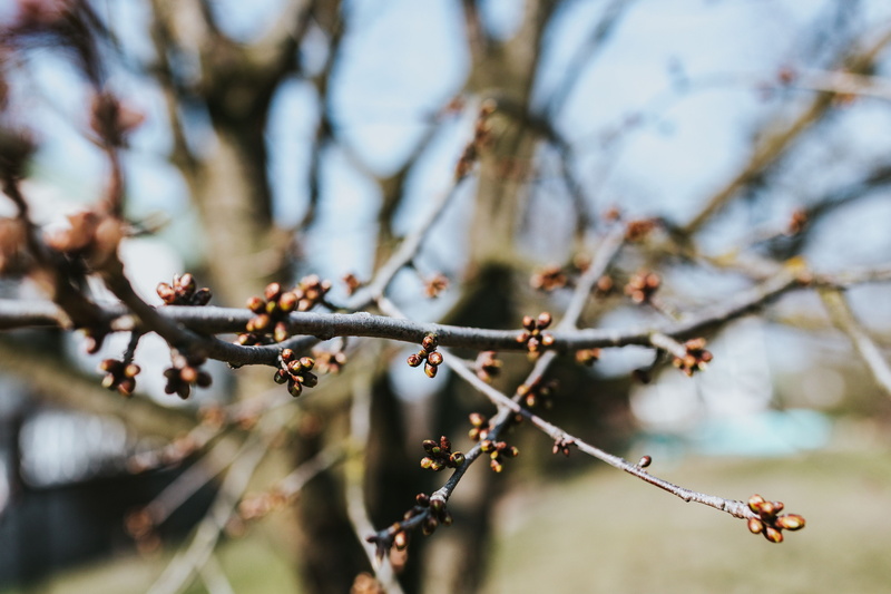 twig, logs, flower, growth, springtime, leaves, 4K, day, wood, walk, freshness, autumn, close-up, fragility, willow tree, walk in, forest, outdoors, branch