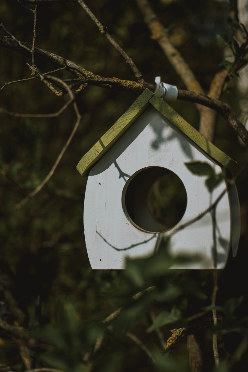 shape, nature, protection, canine, wooden, old, pointer, selective focus, slate, bird, porthole, day, land, abandoned, 5K, den, bird feeder, plant, branch