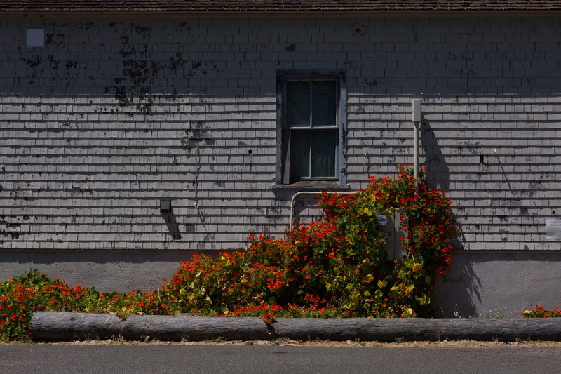 pavement, walkway, day, bird, city, tire, plant, concrete, brick, building exterior, shutter, autumn, residential district, architecture, curtain, white