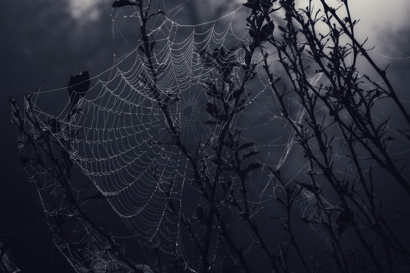 chain, vulnerability, beauty in nature, hole, gray, daytime, snowflake, spider web, fragility, clarinet, agelaius, spider, tree, droplet, outdoors, day