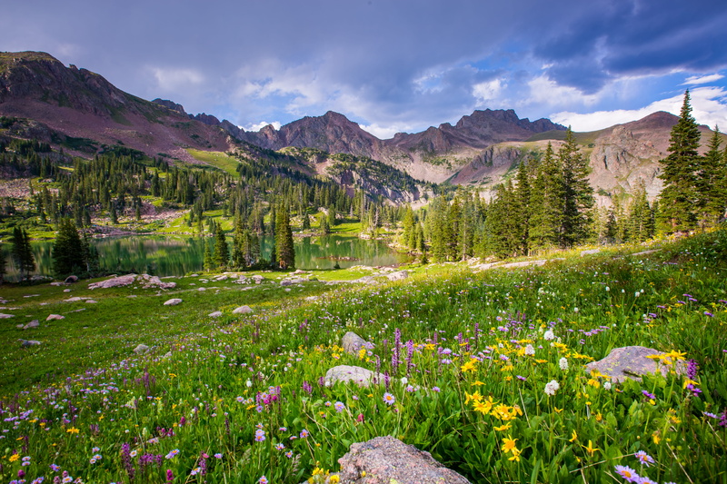 pine woodland, mountain, national forest, flower, land, summer, cloud - sky, outdoors, beauty in nature, pine tree, wilderness, tree, clouds, activity
