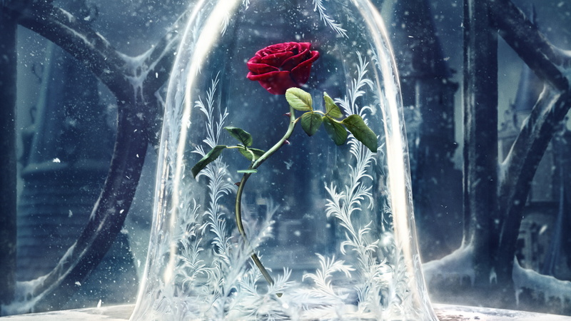 glass, nature, Disney, window, day, red, flower, no people, Beauty and the Beast, vulnerability, reflection, indoors, focus on foreground, glass - material