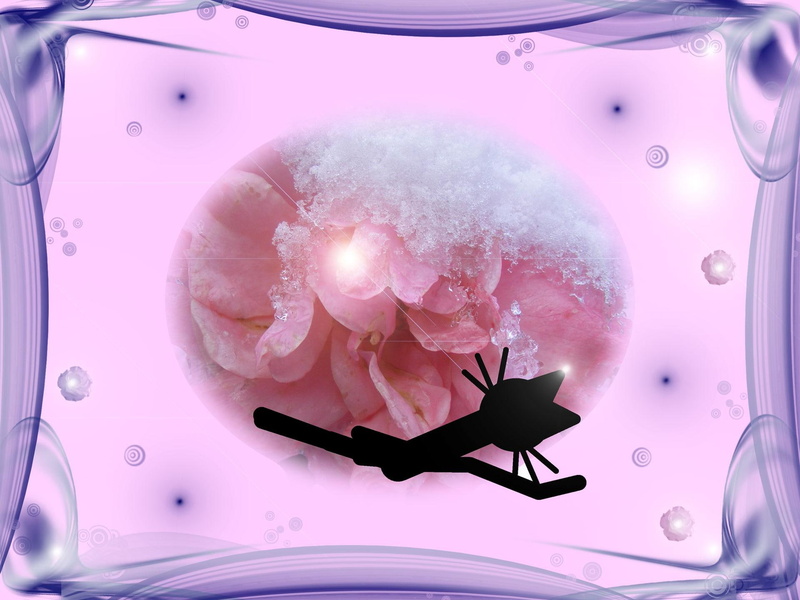 animals, cats, rose, flower, kittycat, ice, pets, 1080P, cat, for windows