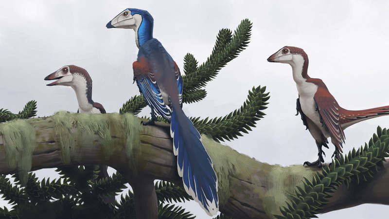 animal wildlife, beak, low angle view, two animals, vertebrate, spread wings, bird, sky, pelican, dinosaurs, animal, animal family, plant, group of animals