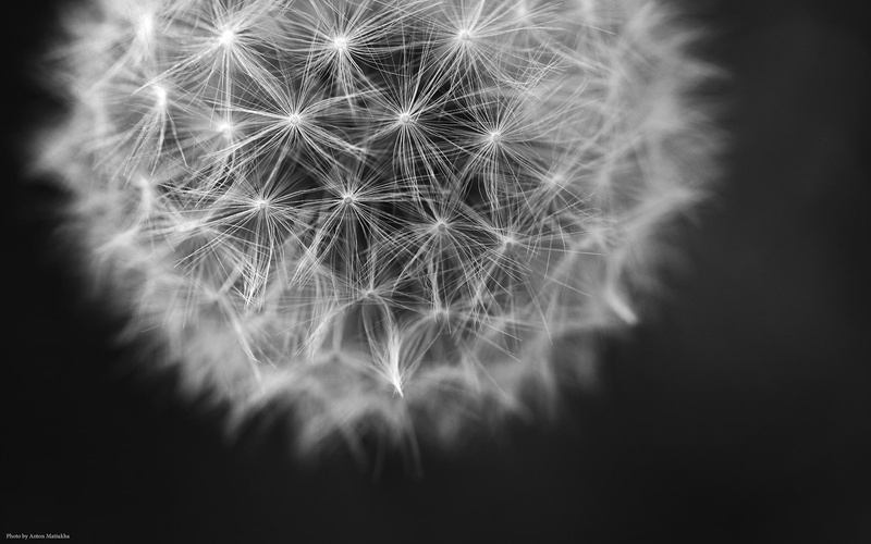 macro, nature, 1080P, hd, bw, dandelion