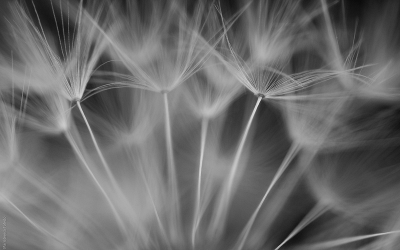 dandelion, hd, 1080P, bw, macro, nature