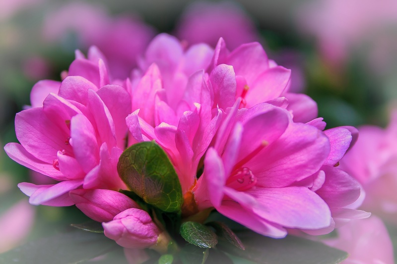 flowering plant, inflorescence, close, pink flower, beauty in nature, purple, rhododendron, pollen, azalea, kirin, flora, pink color, flowers, petal, bloom