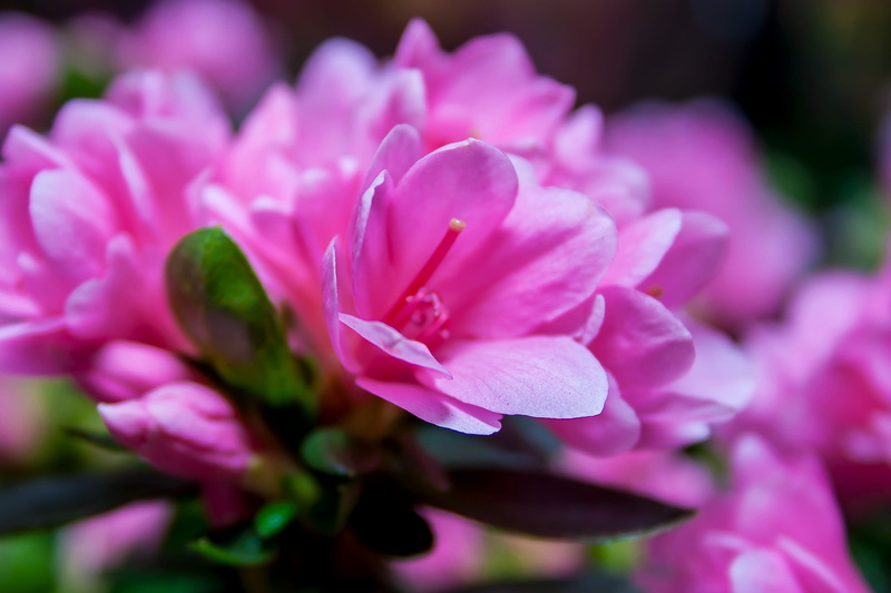 pink, springtime, flower head, flowers, purple, pink color, 2K, focus on foreground, inflorescence, fragility, close up, flower, day, spring, outdoors