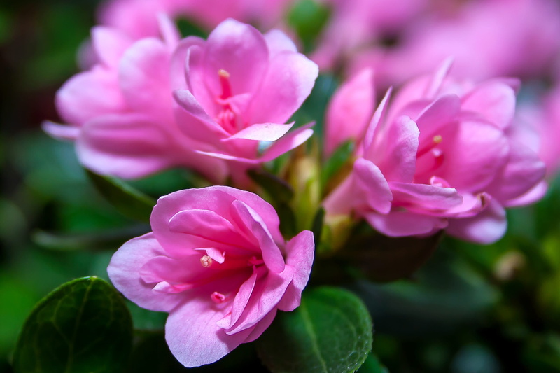 beauty in nature, ornamental garden, bloom, petal, no people, macro, purity, freshness, blossom, day, close, focus on foreground, softness, vulnerability