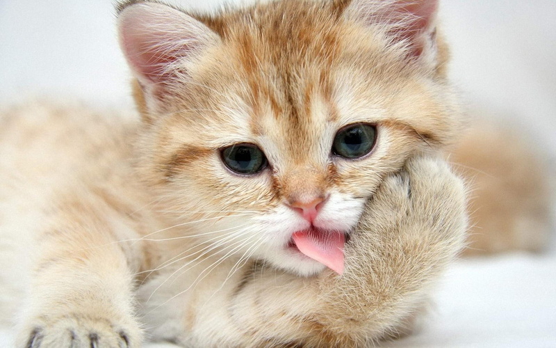 animals, cats, picture, 1080P, high, quality