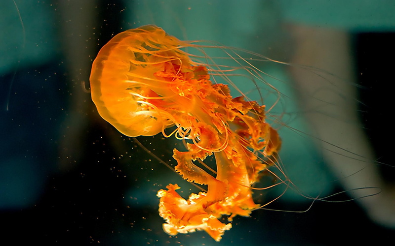 fishes, jellyfish, high, picture, 1080P, medusa, quality, underwater