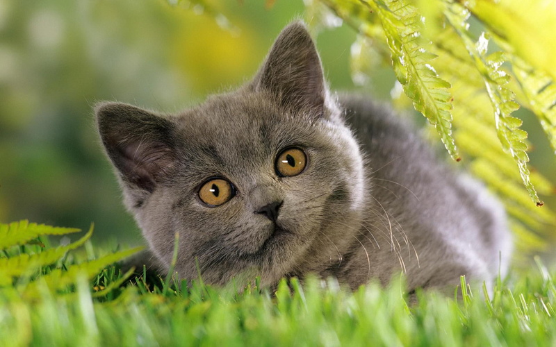 1080P, quality, picture, cats, tanks, high, animals