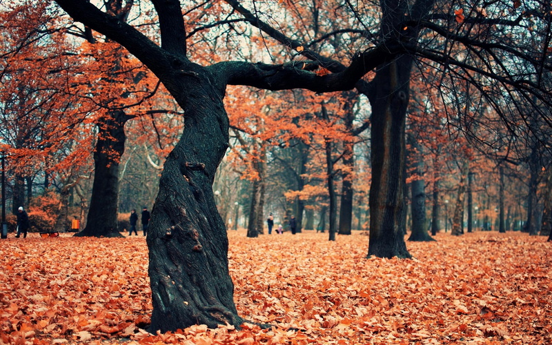 autumn, forest, leave, tree, quality, trees, 2K, high, picture, orange