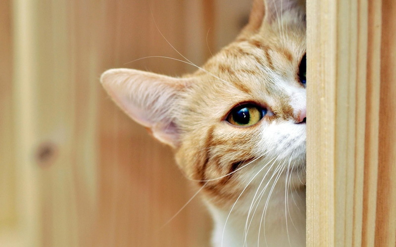 pets, cats, high, animals, eyes, cars, picture, quality, 1080P