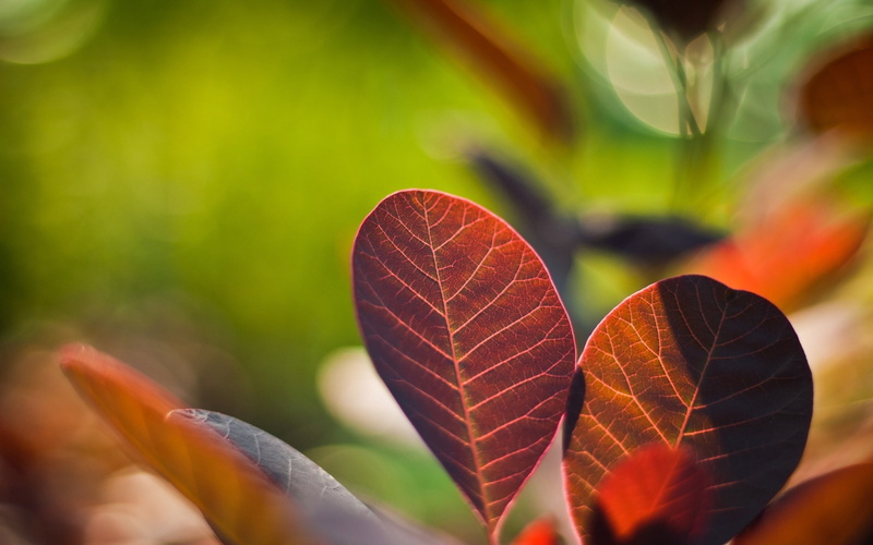 nature, 4K, 2560x1600, 2K, Leaf, hd ts