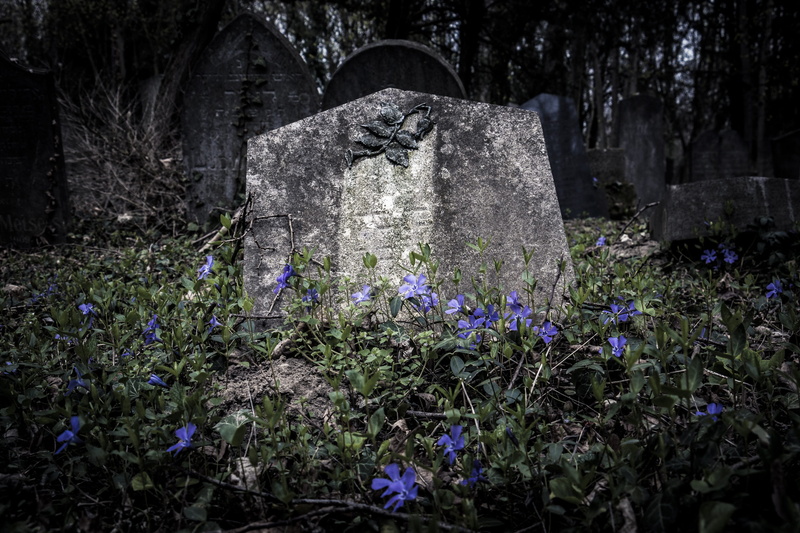 2K, religion, tombstone, flowering plant, burial ground, cemetery, purple, no people, flower, old cemetery, stone material, last calm, old grave stones
