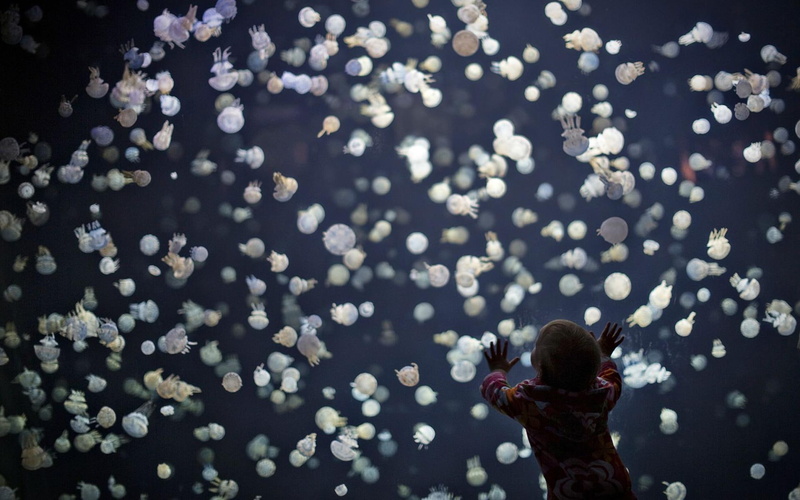 jelly, underwater, children, jellyfish, sea, picture, bokeh, gallery, ocean, 1080P