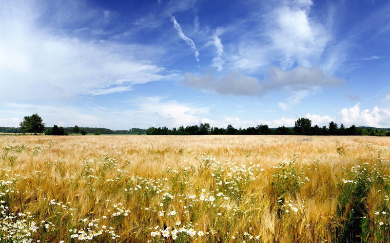 Fields, Flowers, Clouds, Sky, Grass, 1080P, Trees, Landscape, Nature