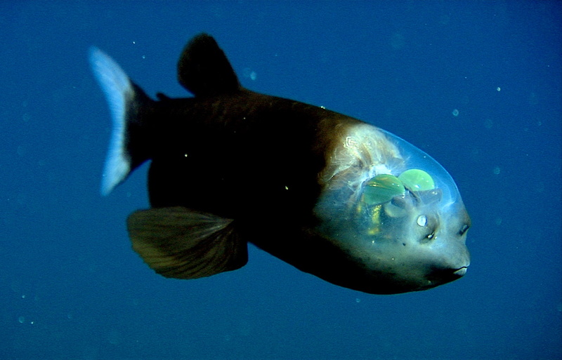 animals, blue, hd, pacific, blue background, barreleye, background, art, FISH, x, 720P