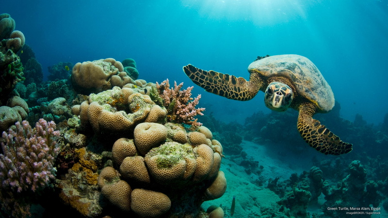 2K, Ocean Life, marsa, green, egypt, turtle, alam