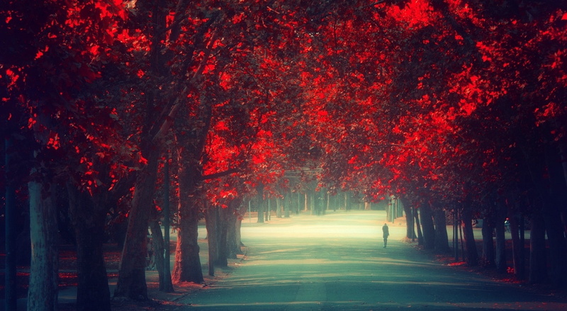 no people, outdoors, tree canopy, treelined, Magic, Love, plant, beauty in nature, change, direction, pathway, the way forward, Nature, tranquil scene