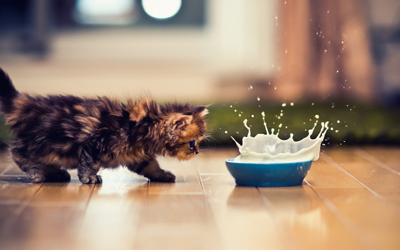 window, animal themes, canine, no people, kittens, cat, vertebrate, domestic, domestic animals, animals, food and drink, milk, mammal, pets, indoors, one animal