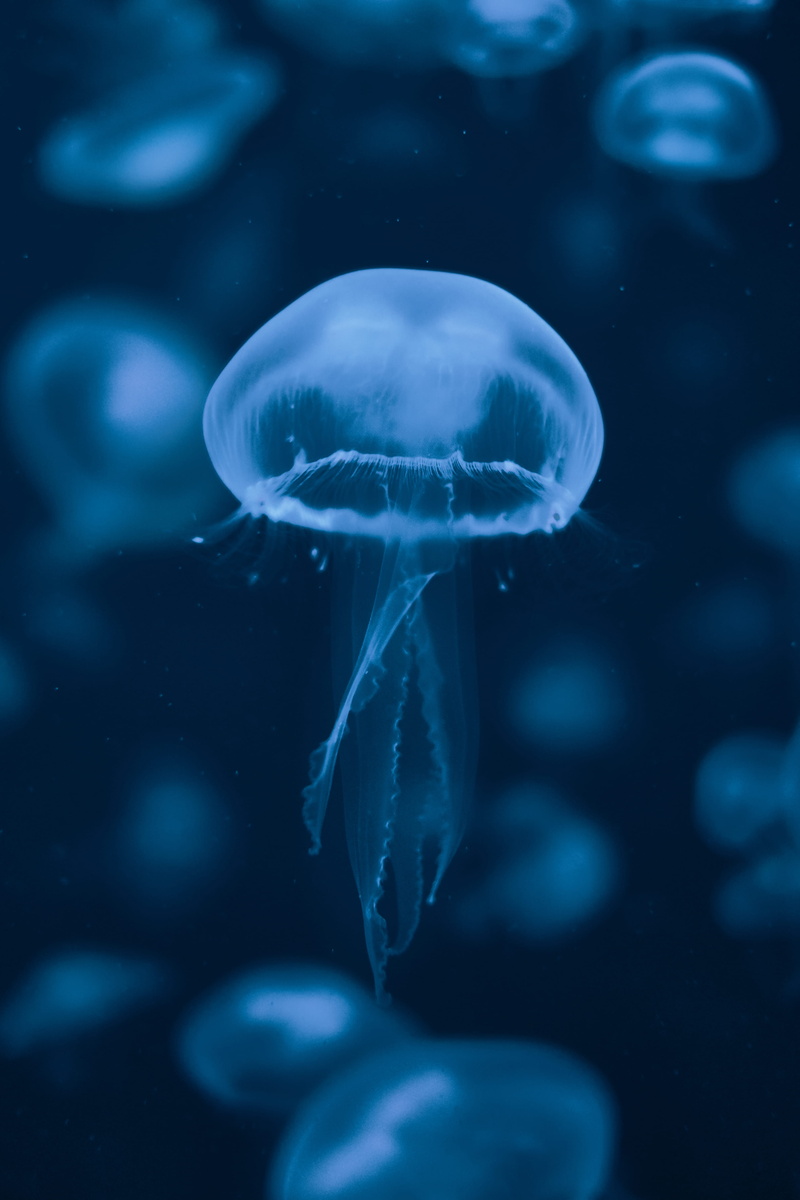 transparent, water, jelly, sea life, floating on water, animal wildlife, invertebrate, jellyfish, close-up, undersea, swimming, outdoors, no people, marine