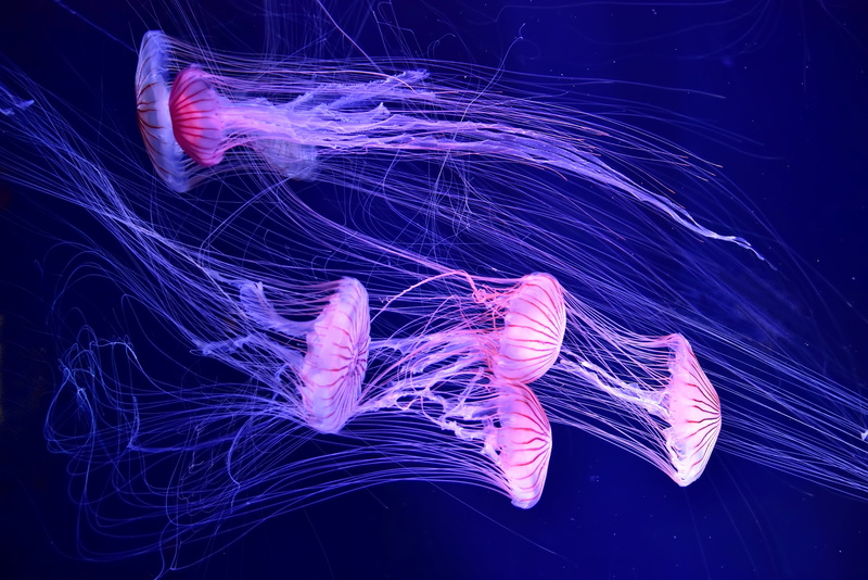 glowing, light, jelly, aquarium, night, pink color, water, phosphorescence, fish, pattern, multi Colored, long exposure, nature, light trail, animal, close-up