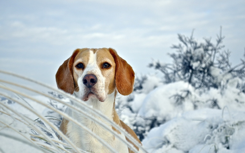 mammal, snow, 2K, day, one Animal, cold temperature, pets, domestic, puppy, snout, adult, dogs, foxhound, dog, winter, plant, canine, beagle, retriever