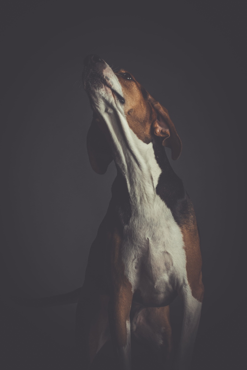 mammal, photography, pet, 5K, black, domestic animals, fur, animal body part, studio shot, canine, no people, looking, close-up, domestic, one animal