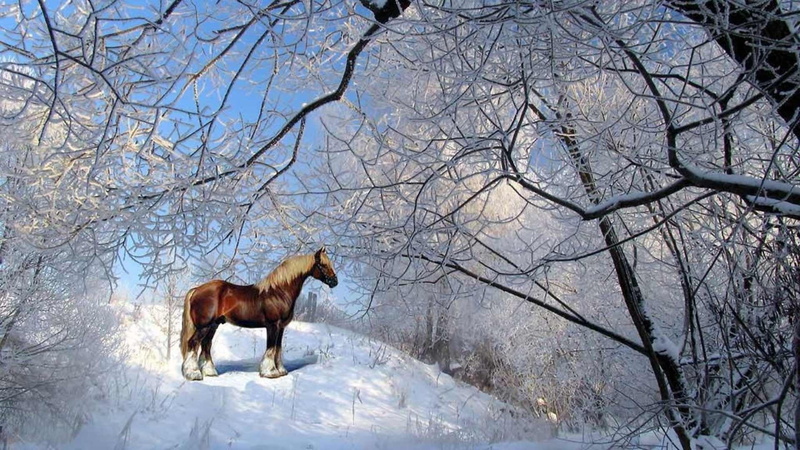 animals, pets, bare tree, domestic, plant, snow, hound, tree, winter, animal themes, vertebrate, black, 1080P, land, mammal, foxhound, cold temperature