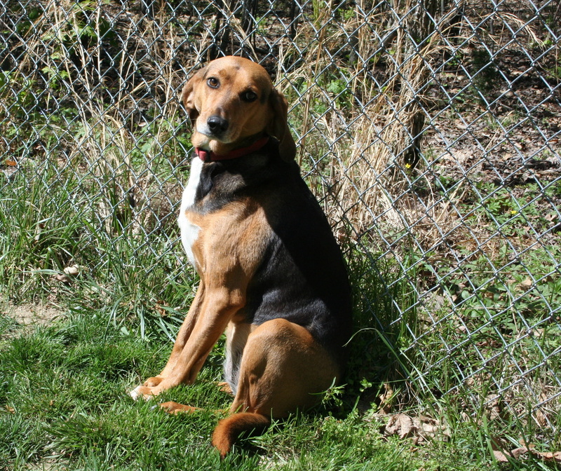 Mammal, Dog, domestic, purebred, plant, doggy, sitting, relaxation, domestic animals, looking, one animal, animal, obedient, outdoors, vertebrate, day