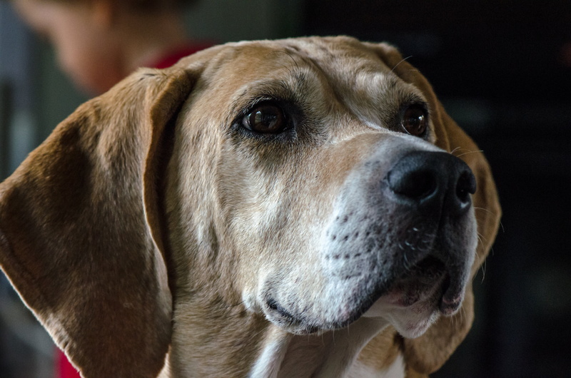 mammal, 4K, domestic, indoors, whisker, looking, animal eye, canine, domestic animals, no people, hound, portrait, foxhound, one animal, animal nose, beagle