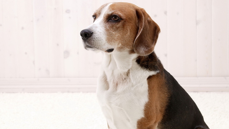 animal themes, day, animal head, sitting, one animal, dog, canine, desktop, no people, whisker, beagle, mammal, vertebrate, looking away, profile view