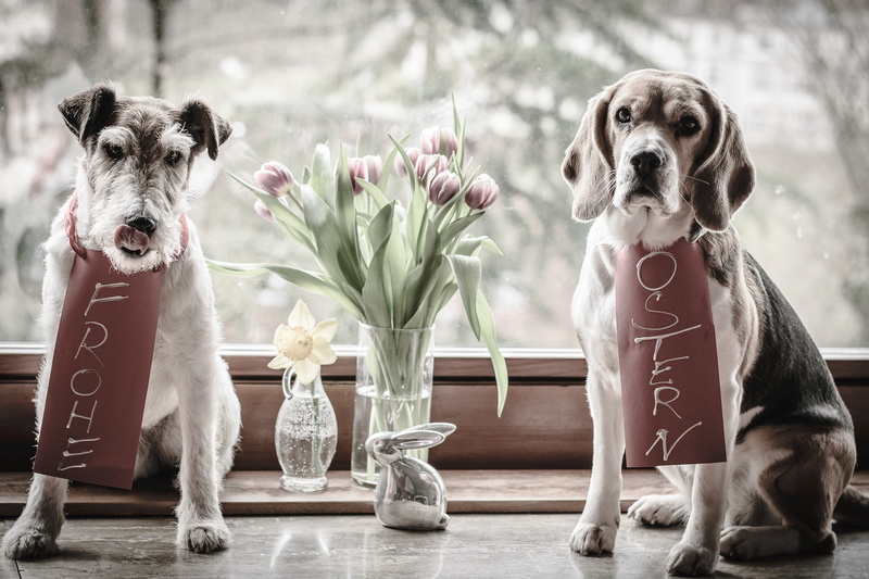 window, flowers, hare, Beagle, animals, dogs, Easter, figure, 1080P, vase, Narcissus, tulips, pair, the Foxhound