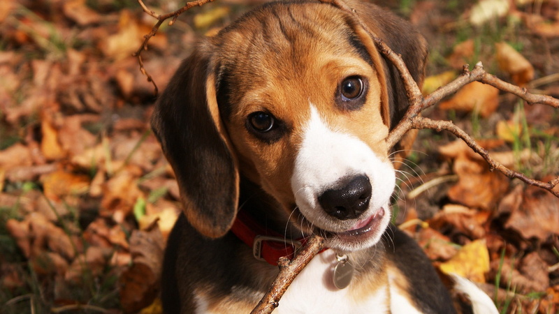 english foxhound, 1080P, canine, animals, beagle, walker hound, dog, domestic animal, animal, hound, foxhound, hunting dog