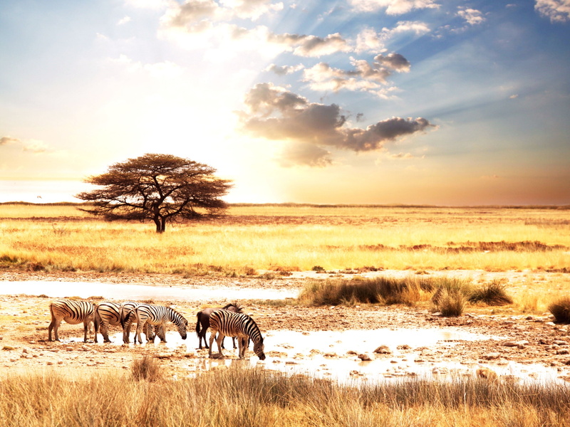African, 2K, Zebra, Savanna, animals, Animal