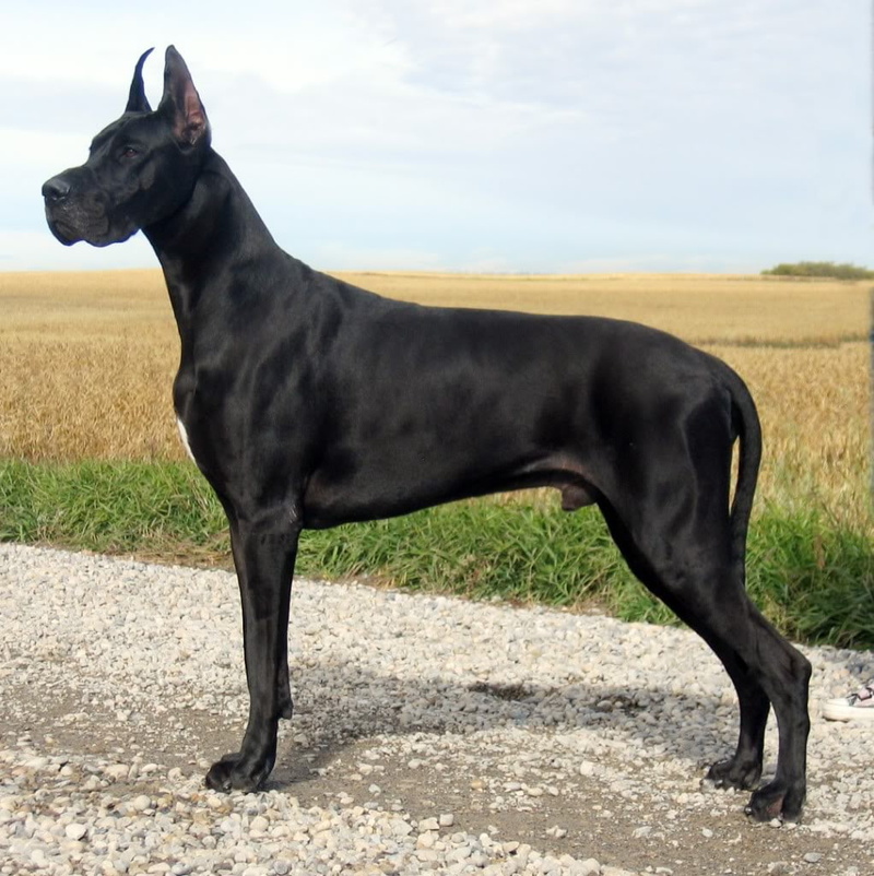 great Dane, 480P, puppies, big Dog, dog, heroic, scooby