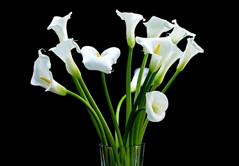 petal, no People, stem, lilies, isolated On Black, inflorescence, orchid, white color, glass, flower arrangement, calla, nature, springtime, botany, single Flower