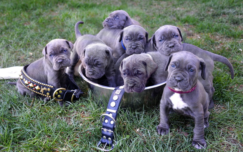dogs, mastiff, download, 2K, neapolitan, best, puppies, Neapolitan Mastiff