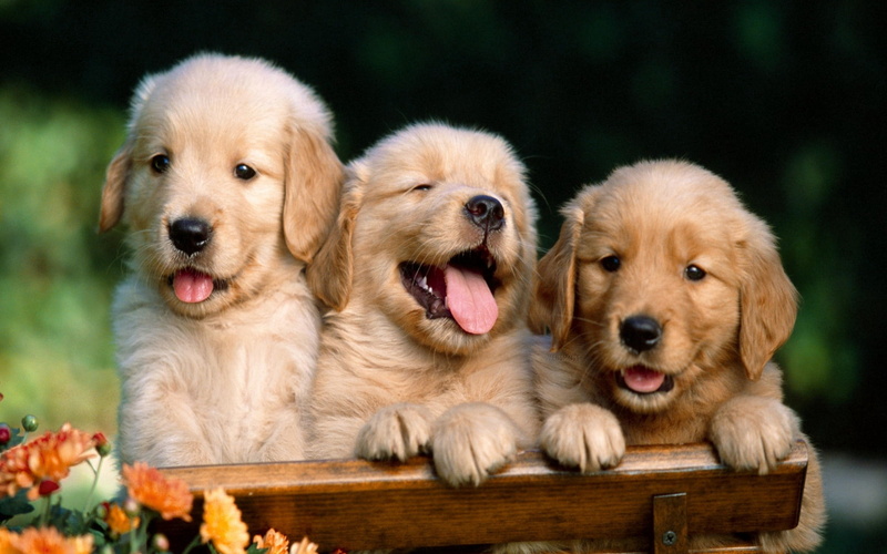 labrador, mouth open, domestic, friendship, nature, canine, animals And Pets, cheerful, dog, outdoors, small, lying Down, young Animal, three, cute, fur
