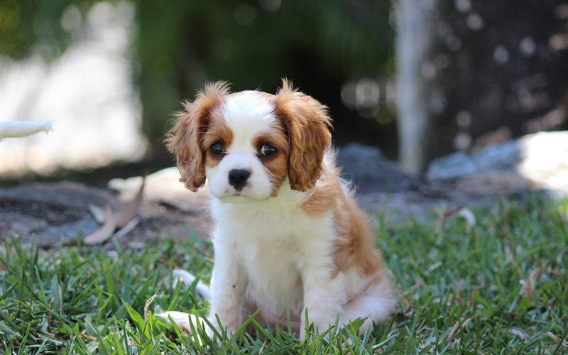 cavalier, white, 2K, puppy, spaniel, charles, dog, red, king, grass