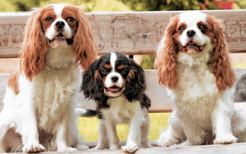focus on foreground, togetherness, group of animals, no people, vertebrate, dogs, portrait, Spaniel, Cavalier, puppy, animal family, animal, looking at camera