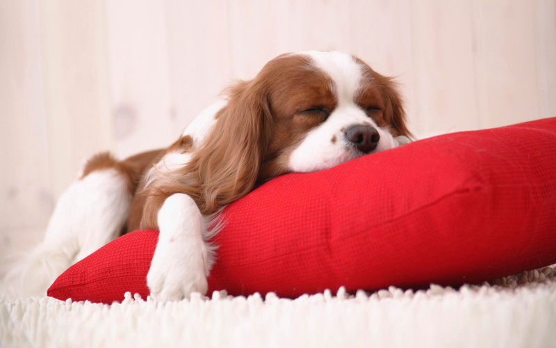 1080P, lying down, domestic animals, furniture, animal head, young animal, king, pets, cute, dogs, charles, cavalier king charles spaniel, Dog, indoors